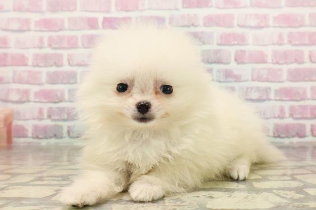埼玉県のポメラニアン (Coo&RIKUアニマルケアセンター大宮/2025年6月19日生まれ/男の子/クリーム)の子犬の2枚目の画像