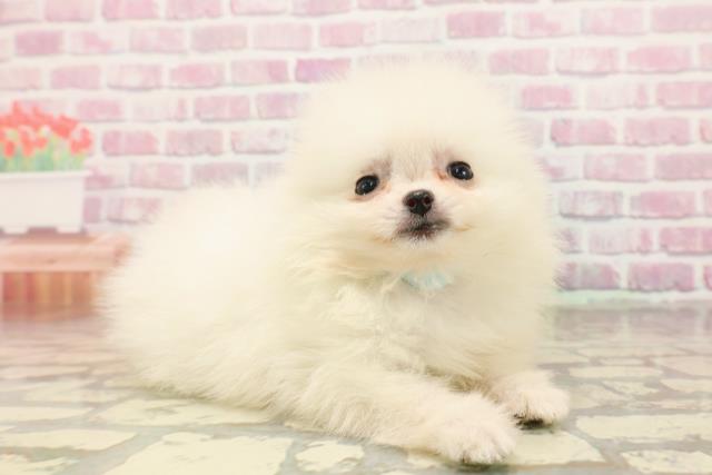 埼玉県のポメラニアン (Coo&RIKUアニマルケアセンター大宮/2025年6月19日生まれ/男の子/クリーム)の子犬の3枚目の画像