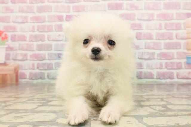 埼玉県のポメラニアン (Coo&RIKUアニマルケアセンター大宮/2025年6月19日生まれ/男の子/クリーム)の子犬の1枚目の画像