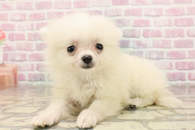 埼玉県のポメラニアン (Coo&RIKUアニマルケアセンター大宮/2025年6月19日生まれ/男の子/クリーム)の子犬の2枚目の画像