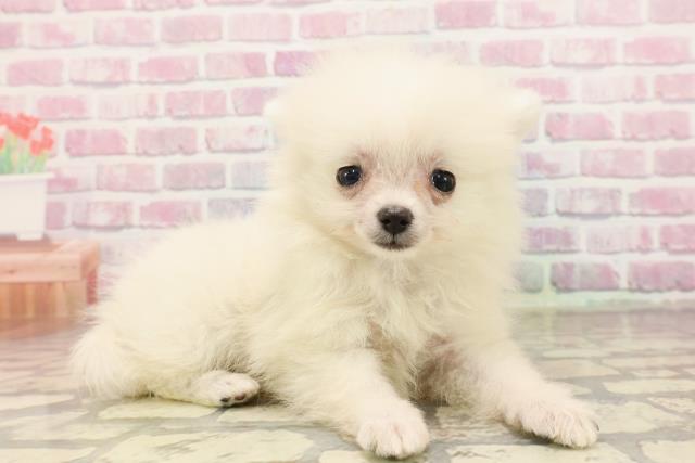 埼玉県のポメラニアン (Coo&RIKUアニマルケアセンター大宮/2025年6月19日生まれ/男の子/クリーム)の子犬の3枚目の画像