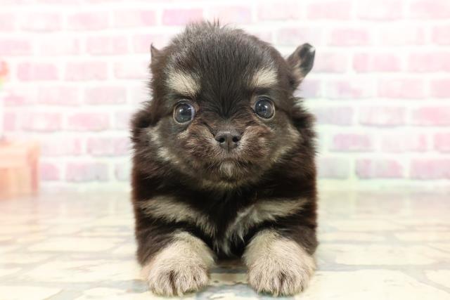 北海道のチワワ(ロング) (Coo&RIKU岩見沢店/2025年6月22日生まれ/男の子/ブラックタン)の子犬の1枚目の画像