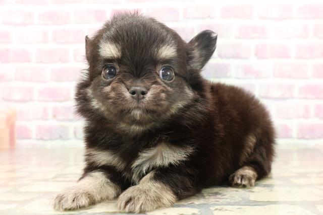 北海道のチワワ(ロング) (Coo&RIKU岩見沢店/2025年6月22日生まれ/男の子/ブラックタン)の子犬の2枚目の画像