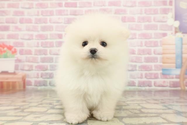 埼玉県のポメラニアン (Coo&RIKUアニマルケアセンター大宮/2025年6月23日生まれ/男の子/クリーム)の子犬の1枚目の画像