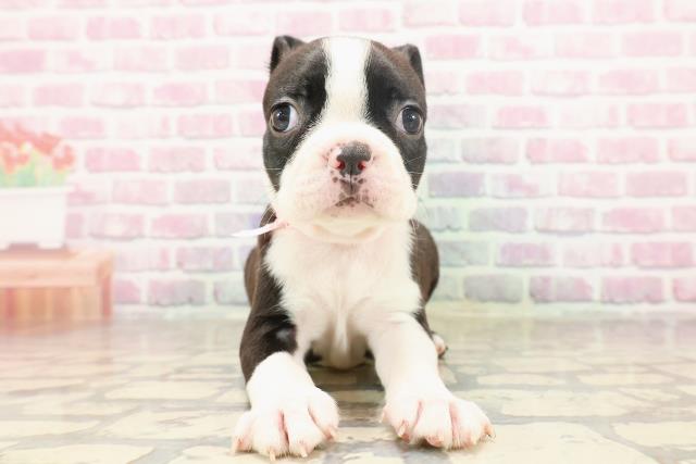 東京都のボストンテリア (Coo&RIKU練馬店/2025年6月23日生まれ/女の子/ボストンカラー)の子犬の1枚目の画像