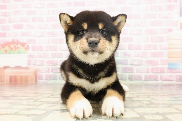 千葉県の柴犬(標準サイズ) (Coo&RIKU東船橋店/2025年6月24日生まれ/男の子/黒)の子犬の1枚目の画像