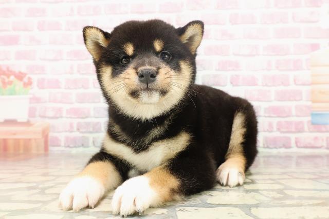 千葉県の柴犬(標準サイズ) (Coo&RIKU東船橋店/2025年6月24日生まれ/男の子/黒)の子犬の2枚目の画像