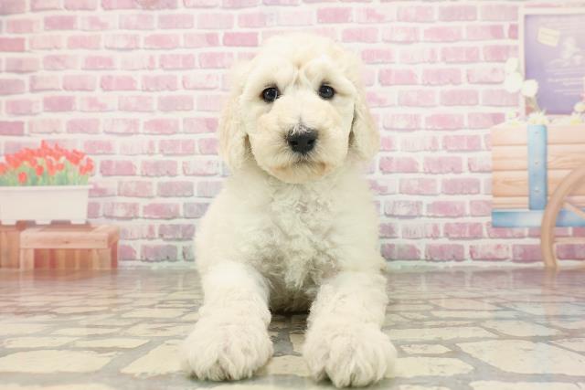 神奈川県のスタンダードプードル (Coo&RIKU相模原店/2025年6月22日生まれ/女の子/ホワイト)の子犬の1枚目の画像