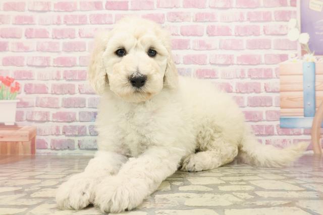 神奈川県のスタンダードプードル (Coo&RIKU相模原店/2025年6月22日生まれ/女の子/ホワイト)の子犬の2枚目の画像