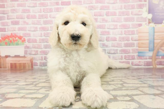 富山県のスタンダードプードル (Coo&RIKU富山店/2025年6月22日生まれ/女の子/ホワイト)の子犬の1枚目の画像