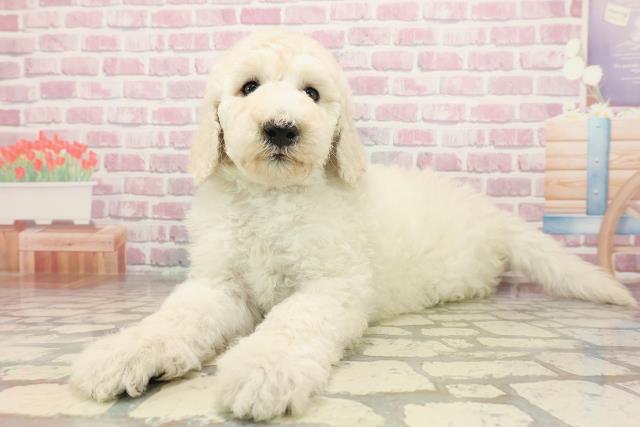 富山県のスタンダードプードル (Coo&RIKU富山店/2025年6月22日生まれ/女の子/ホワイト)の子犬の2枚目の画像