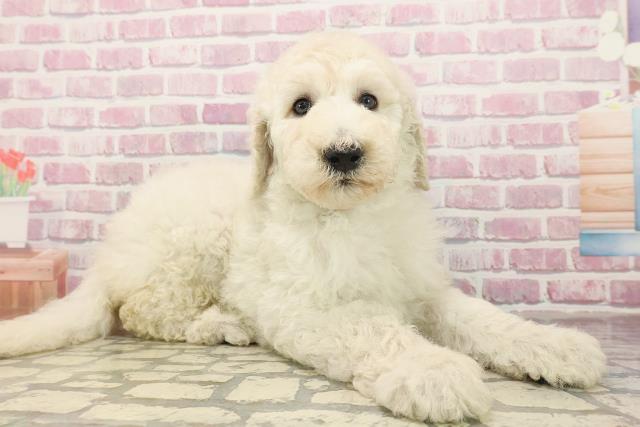 富山県のスタンダードプードル (Coo&RIKU富山店/2025年6月22日生まれ/女の子/ホワイト)の子犬の3枚目の画像