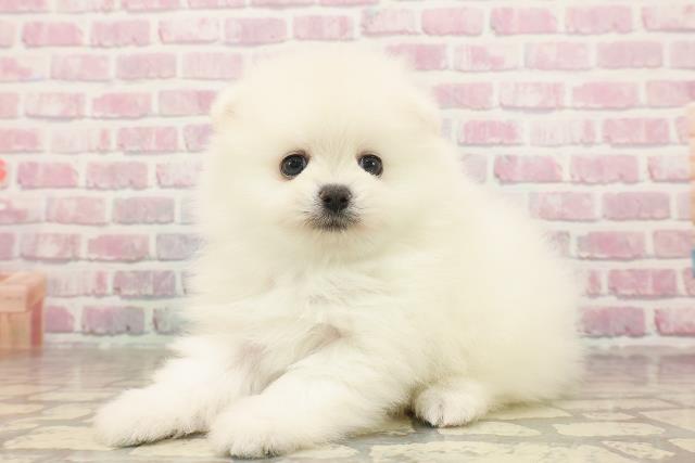 埼玉県のポメラニアン (Coo&RIKUアニマルケアセンター大宮/2025年6月24日生まれ/男の子/クリーム)の子犬の2枚目の画像