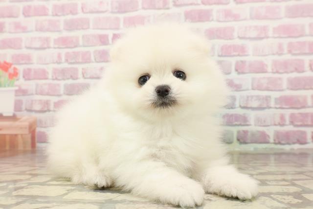 埼玉県のポメラニアン (Coo&RIKUアニマルケアセンター大宮/2025年6月24日生まれ/男の子/クリーム)の子犬の3枚目の画像