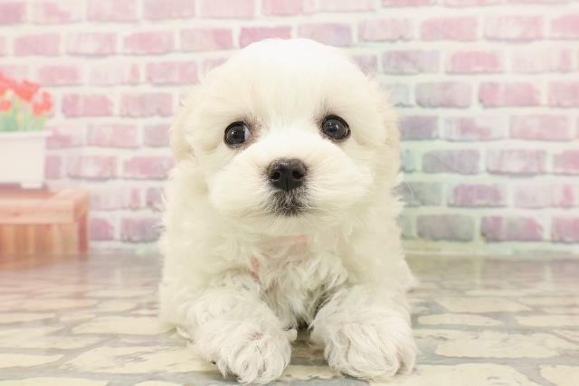 北海道のマルチーズ (Coo&RIKU釧路店/2025年6月23日生まれ/女の子/ホワイト)の子犬の1枚目の画像