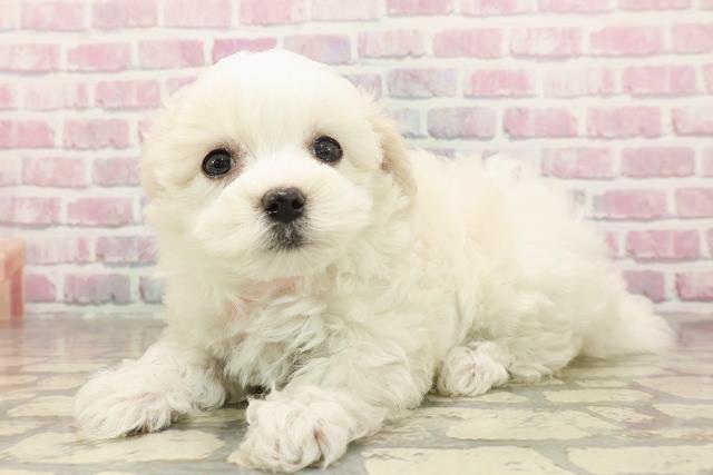 北海道のマルチーズ (Coo&RIKU釧路店/2025年6月23日生まれ/女の子/ホワイト)の子犬の2枚目の画像