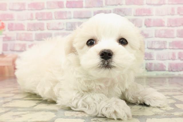 北海道のマルチーズ (Coo&RIKU釧路店/2025年6月23日生まれ/女の子/ホワイト)の子犬の3枚目の画像