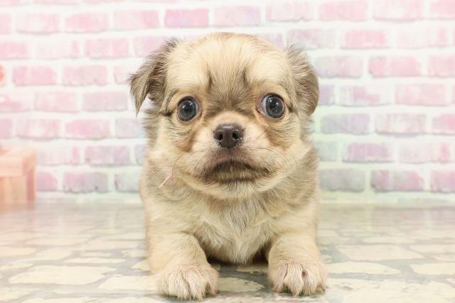 北海道のチワワ(ロング) (Coo&RIKU室蘭店/2025年6月23日生まれ/女の子/フォーン)の子犬の1枚目の画像