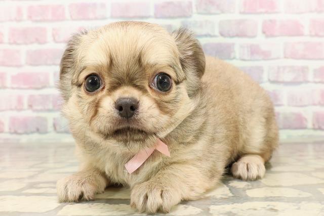 北海道のチワワ(ロング) (Coo&RIKU室蘭店/2025年6月23日生まれ/女の子/フォーン)の子犬の2枚目の画像