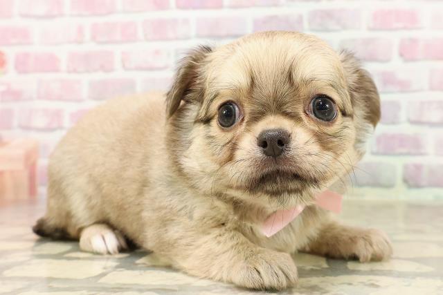 北海道のチワワ(ロング) (Coo&RIKU室蘭店/2025年6月23日生まれ/女の子/フォーン)の子犬の3枚目の画像