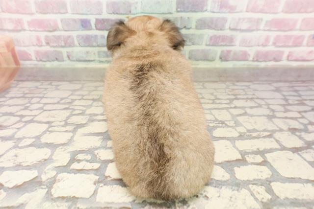北海道のチワワ(ロング) (Coo&RIKU室蘭店/2025年6月23日生まれ/女の子/フォーン)の子犬の4枚目の画像