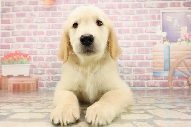 北海道のゴールデンレトリバー (Coo&RIKU釧路店/2025年6月20日生まれ/男の子/ゴールデン)の子犬の1枚目の画像