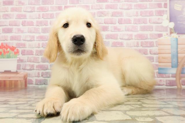 北海道のゴールデンレトリバー (Coo&RIKU釧路店/2025年6月20日生まれ/男の子/ゴールデン)の子犬の2枚目の画像
