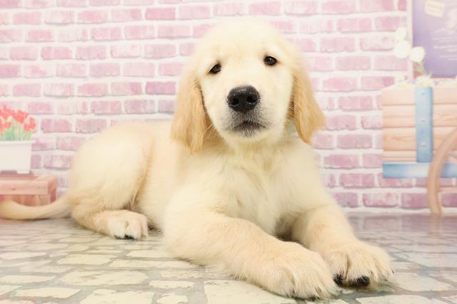 北海道のゴールデンレトリバー (Coo&RIKU釧路店/2025年6月20日生まれ/男の子/ゴールデン)の子犬の3枚目の画像