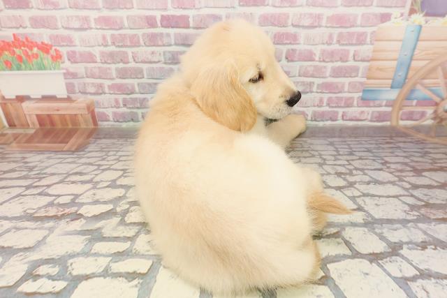 北海道のゴールデンレトリバー (Coo&RIKU釧路店/2025年6月20日生まれ/男の子/ゴールデン)の子犬の4枚目の画像