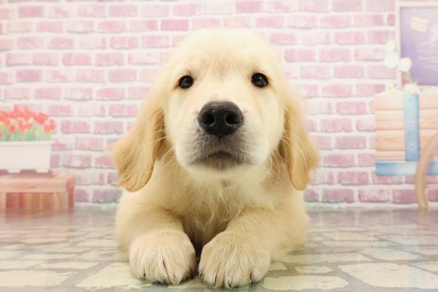 茨城県のゴールデンレトリバー (Coo&RIKU石岡店/2025年6月20日生まれ/男の子/ゴールデン)の子犬の1枚目の画像