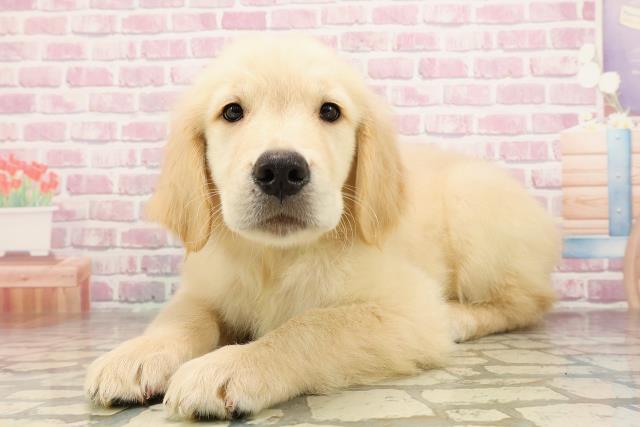 茨城県のゴールデンレトリバー (Coo&RIKU石岡店/2025年6月20日生まれ/男の子/ゴールデン)の子犬の2枚目の画像