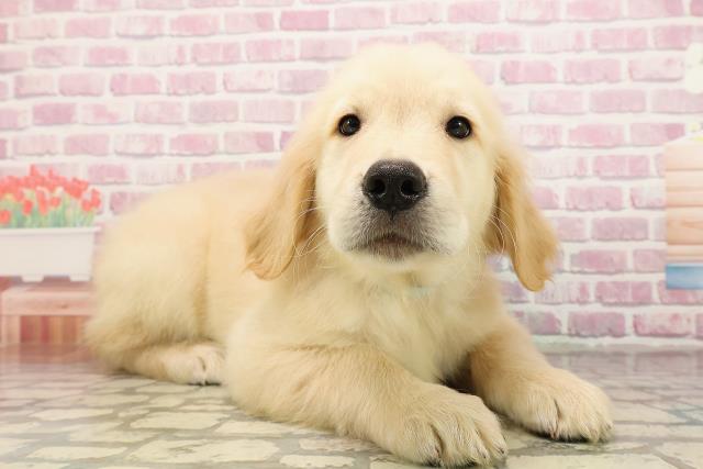 茨城県のゴールデンレトリバー (Coo&RIKU石岡店/2025年6月20日生まれ/男の子/ゴールデン)の子犬の3枚目の画像
