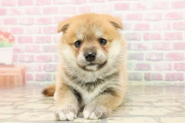 埼玉県の豆柴 (Coo&RIKUアニマルケアセンター大宮/2025年6月23日生まれ/女の子/赤)の子犬の1枚目の画像
