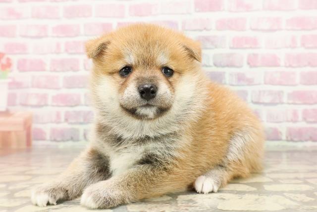 埼玉県の豆柴 (Coo&RIKUアニマルケアセンター大宮/2025年6月23日生まれ/女の子/赤)の子犬の2枚目の画像