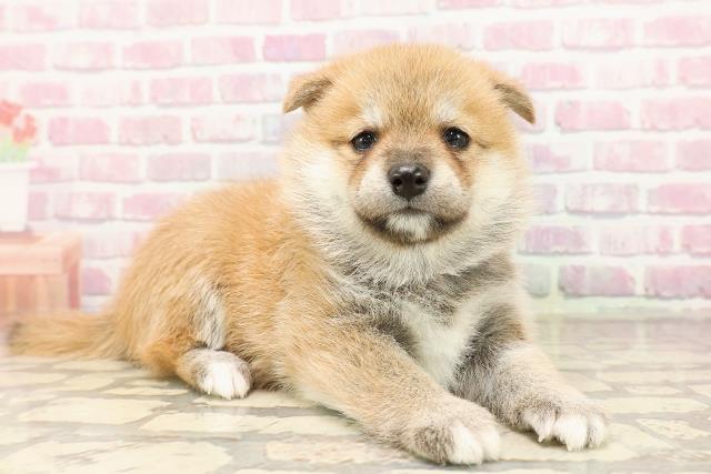 埼玉県の豆柴 (Coo&RIKUアニマルケアセンター大宮/2025年6月23日生まれ/女の子/赤)の子犬の3枚目の画像