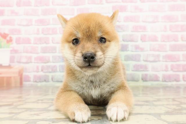 埼玉県の豆柴 (Coo&RIKUアニマルケアセンター大宮/2025年6月24日生まれ/男の子/赤)の子犬の1枚目の画像