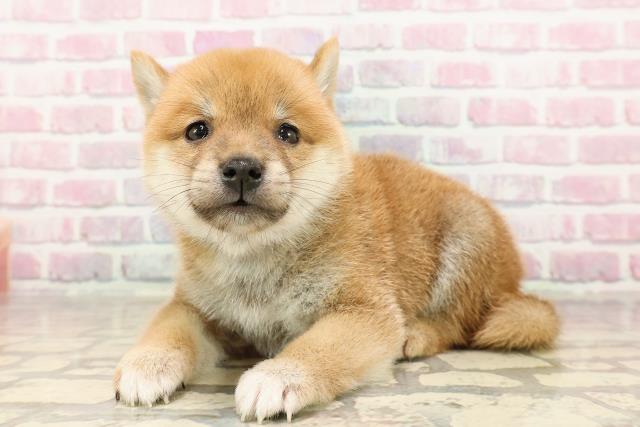 埼玉県の豆柴 (Coo&RIKUアニマルケアセンター大宮/2025年6月24日生まれ/男の子/赤)の子犬の2枚目の画像