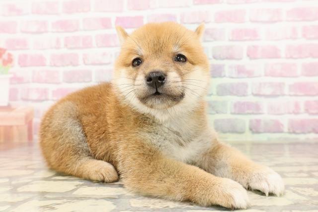 埼玉県の豆柴 (Coo&RIKUアニマルケアセンター大宮/2025年6月24日生まれ/男の子/赤)の子犬の3枚目の画像