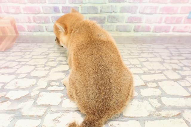 埼玉県の豆柴 (Coo&RIKUアニマルケアセンター大宮/2025年6月24日生まれ/男の子/赤)の子犬の4枚目の画像