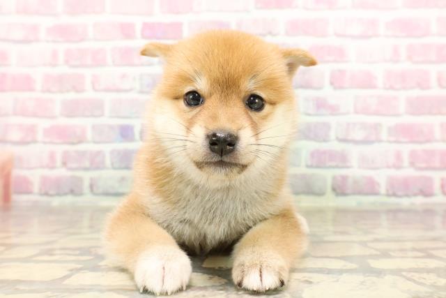 埼玉県の豆柴 (Coo&RIKUアニマルケアセンター大宮/2025年6月24日生まれ/女の子/赤)の子犬の1枚目の画像