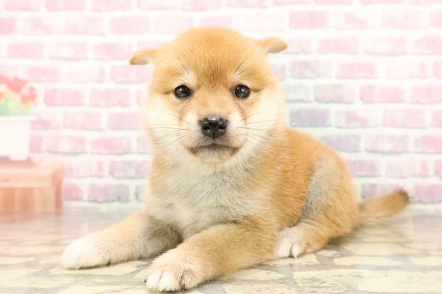 埼玉県の豆柴 (Coo&RIKUアニマルケアセンター大宮/2025年6月24日生まれ/女の子/赤)の子犬の2枚目の画像
