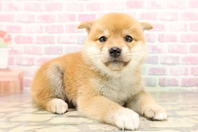 埼玉県の豆柴 (Coo&RIKUアニマルケアセンター大宮/2025年6月24日生まれ/女の子/赤)の子犬の3枚目の画像