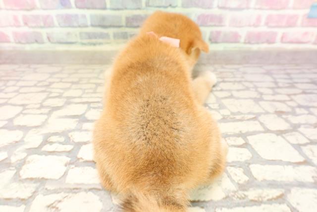 埼玉県の豆柴 (Coo&RIKUアニマルケアセンター大宮/2025年6月24日生まれ/女の子/赤)の子犬の4枚目の画像