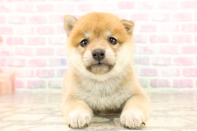 埼玉県の豆柴 (Coo&RIKUアニマルケアセンター大宮/2025年6月24日生まれ/女の子/赤)の子犬の1枚目の画像