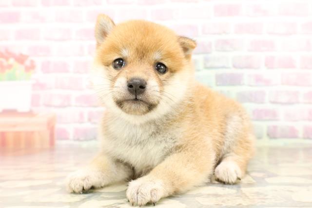 埼玉県の豆柴 (Coo&RIKUアニマルケアセンター大宮/2025年6月24日生まれ/女の子/赤)の子犬の2枚目の画像