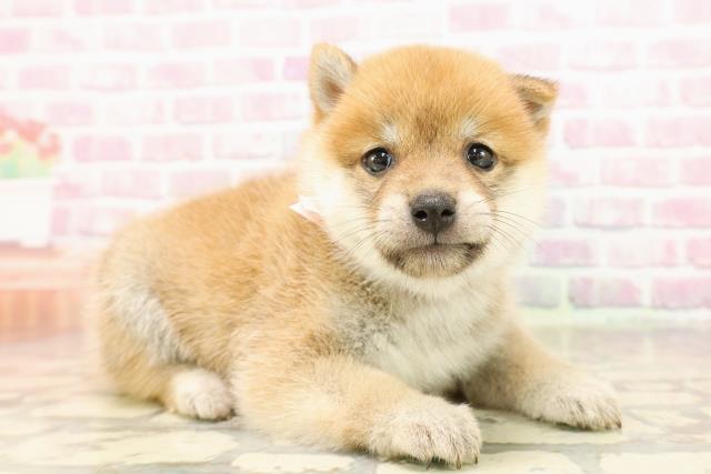 埼玉県の豆柴 (Coo&RIKUアニマルケアセンター大宮/2025年6月24日生まれ/女の子/赤)の子犬の3枚目の画像