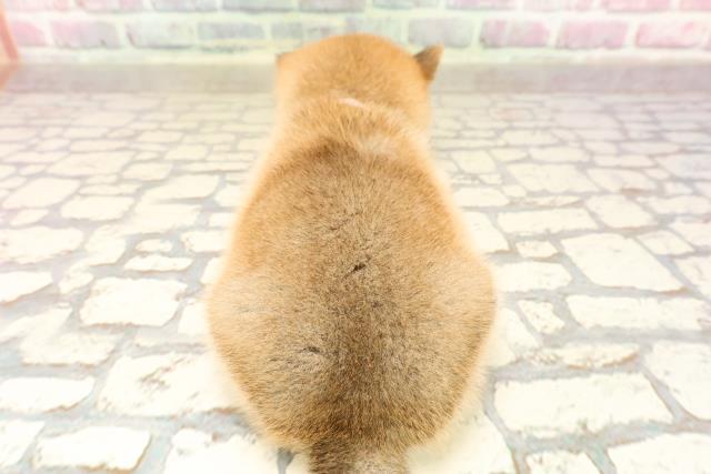 埼玉県の豆柴 (Coo&RIKUアニマルケアセンター大宮/2025年6月24日生まれ/女の子/赤)の子犬の4枚目の画像