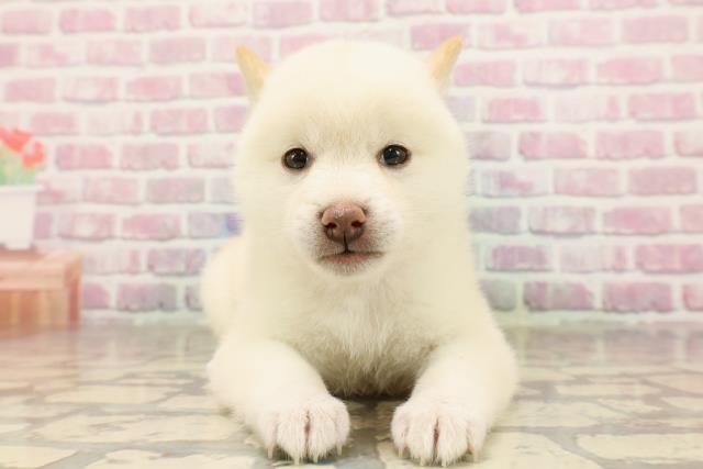 埼玉県の豆柴 (Coo&RIKUアニマルケアセンター大宮/2025年6月24日生まれ/女の子/白)の子犬の1枚目の画像
