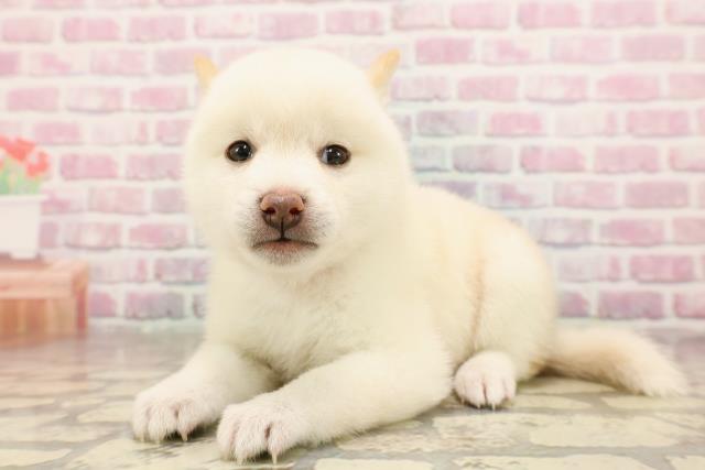 埼玉県の豆柴 (Coo&RIKUアニマルケアセンター大宮/2025年6月24日生まれ/女の子/白)の子犬の2枚目の画像