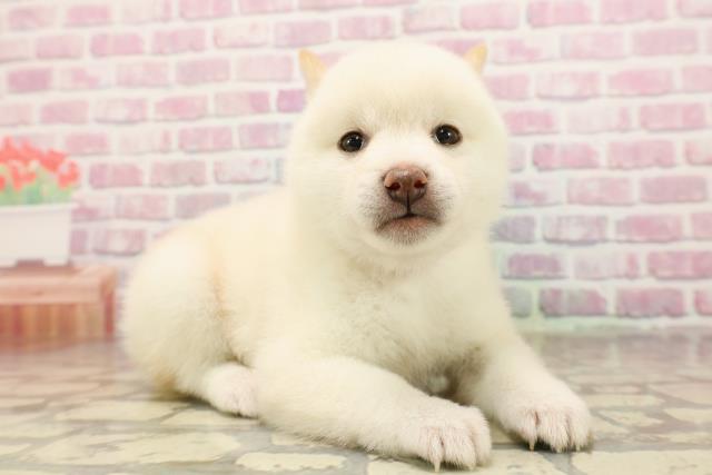 埼玉県の豆柴 (Coo&RIKUアニマルケアセンター大宮/2025年6月24日生まれ/女の子/白)の子犬の3枚目の画像